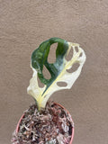 Heavily variegated monstera adansonii 1 leaf rooted plant cutting -exact rooted cutting is shown in the picture - monstera Archipelago - Parijat Plant 