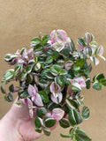 Tradescantia rosa - tradescantia fluminensis plant - tradescantia albiflora - trailing plant - 10cm potted plant - Parijat Plant 