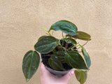 Philodendron Micans plant - 12cm potted plant - houseplant - Philodendron micans - rare philodendron - Parijat Plant 