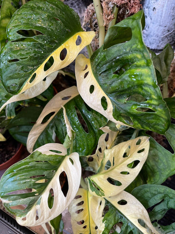 variegated monstera adansonii cutting heavily variegated monstera adansonii 1 leaf rooted cutting