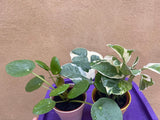 2 mini plant mix - Pilea Peperomoides plant -Devil's Ivy N'Joy plant - purple plate is not included - Parijat Plant 