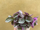 tradescantia sweetness plant in a white ceramic pot - nice plant gift - Parijat Plant 