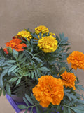 1 Marigold plant - tagetes -genda flower plant- flower colour selected randomly - Parijat Plant 