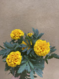1 Marigold plant - tagetes -genda flower plant - yellow flowering plant - Parijat Plant 