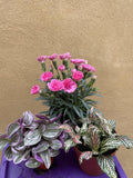 3 houseplant mix - green nerve plant - dianthus 'I love you ' plant - tradescantia sweetness plant - Parijat Plant 