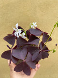 oxalis triangularis plant in a tiny 8cm pot - lucky purple shamrock plant - Parijat Plant 