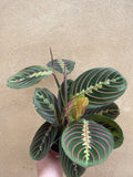 Maranta leuconeura 'Fascinator' plant - houseplant - indoor plant - pet safe plant - Parijat Plant 