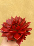decorative live succulent - beautiful painted succulent plant in a 12cm pot - Parijat Plant 