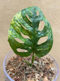 variegated monstera adansonii aurea 1 leaf rooted plant - glass vase is not included - exact plant shown in the picture - Parijat Plant 