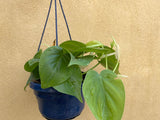 Philodendron scandens plant in a hanging pot - low maintenance indoor plant - Parijat Plant 