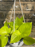 Neon Pothos in a hanging pot - Epipremnun aureum neon - easy growing low maintenance houseplant - Parijat Plant 