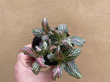 Fittonia plant - Nerve plant - green foliage plant - live plant - Parijat Plant 