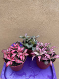 3 fittonia mix - houseplant - nerve plant - Parijat Plant 