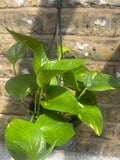 Golden pothos plant in a hanging pot -pothos plant - devil's ivy plant - golden devil's ivy - ivy - Parijat Plant 