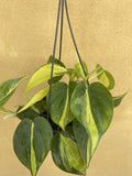 Philodendron Scandens Brasil plant in a 14cm hanging pot - easy growing low maintenance Houseplant - Parijat Plant 