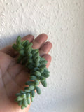 Burro's tail plant cutting - Sedum morganianum ‘Burrito’ cutting - Parijat Plant 