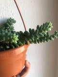Burro's tail plant cutting - Sedum morganianum ‘Burrito’ cutting - Parijat Plant 