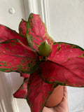 very rare Aglaonema Red Thai Hybrid plant - small 10cm potted plant - good luck agalonema - Parijat Plant 