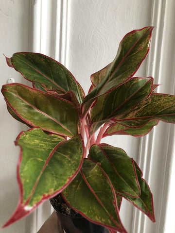 aglaonema commutatum crete Aglaonema commutatum 'Crete' - rare aglaonema plant