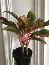 Aglaonema commutatum 'Crete' - rare aglaonema plant - 10cm potted plant - houseplant -plant -indoor plant - succulent plant - plant decor - Parijat Plant