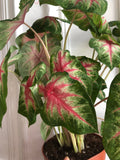 PRE ORDER Very rare Caladium Rosebud plant - Beautiful - 12cm potted plant - Plant A1 - Parijat Plant 