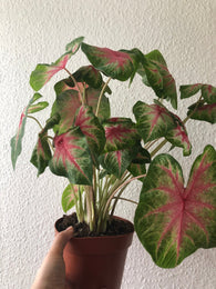 PRE ORDER Very rare Caladium Rosebud plant - Beautiful - 12cm potted plant - Plant A1 -  houseplant -plant -indoor plant - succulent plant - plant decor - Parijat Plant