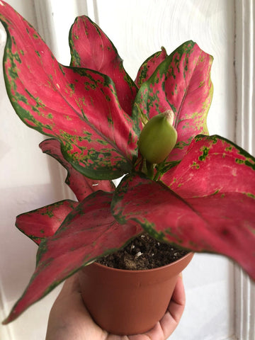 aglaonema red thai very rare Aglaonema Red Thai Hybrid plant - small 10cm potted plant
