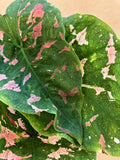 Pre order Caladium 'Pink Spotty' - rare caladium - 10cm potted caladium plant - Parijat Plant 