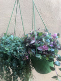 2 Trailing plant mix - hanging plant - string of turtle - Tradescantia Tricolour plant - Parijat Plant 