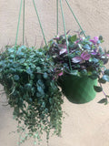 2 Trailing plant mix - hanging plant - string of turtle - Tradescantia Tricolour plant - Parijat Plant  -	good luck plant - houseplant -plant -indoor plant - succulent plant - plant decor 