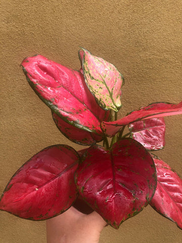 aglaonema thai hybrids very rare Aglaonema Red Thai Hybrid plant - small 10cm potted plant