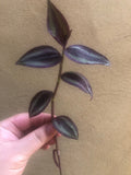 Buy 2 Get 1 Free, 2 Tradescantia Zebrina plant cutting - unrooted wandering jew plant cutting - easy growing - houseplant -plant -indoor plant - succulent plant - plant decor - Parijat Plant