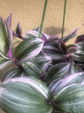Sale ! Tradescantia Nanouk in a 12cm hanging plastic pot - potted plant - easy growing - Parijat Plant 