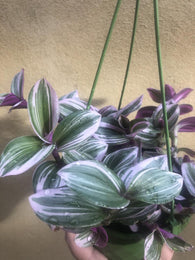 Sale ! Tradescantia Nanouk in a 12cm hanging plastic pot - potted plant - easy growing - houseplant -plant -indoor plant - succulent plant - plant decor - Parijat Plant