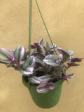 Sale ! Tradescantia Nanouk in a 12cm hanging plastic pot - potted plant - easy growing - Parijat Plant 