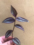 Buy 2 Get 1 Free, 2 Tradescantia Zebrina plant cutting - unrooted wandering jew plant cutting - easy growing - Parijat Plant 