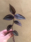 Buy 2 Get 1 Free, 2 Tradescantia Zebrina plant cutting - unrooted wandering jew plant cutting - easy growing - Parijat Plant 