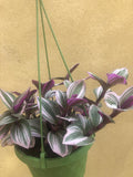 Sale ! Tradescantia Nanouk in a 12cm hanging plastic pot - potted plant - easy growing - Parijat Plant 