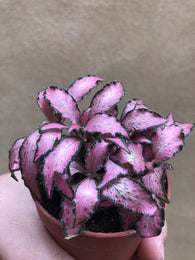 Stunning Fittonia plant - Nerve plant - Light Pink foliage plant - live plant -  houseplant -plant -indoor plant - succulent plant - plant decor - Parijat Plant