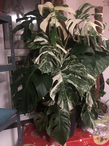 Variegated monstera wet stick -This wet stick selected randomly from the plant shown in the picture !! stick only - houseplant -plant -indoor plant - succulent plant - plant decor - Parijat Plant 