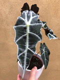 Stunning Elephant's ear Alocasia Polly in a 12cm white ceramic pot - alocasia polly plant - Parijat Plant 
