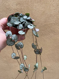 Buy 2 GET 1 Free String of Heart Plant in a tiny 8cm pot - string of heart plant - trailing plant - houseplant -plant -indoor plant - succulent plant - plant decor - Parijat Plant - rare plant - shopify best online house plant - shopify online plant sale