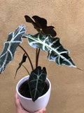 Stunning Elephant's ear Alocasia Polly in a 12cm white ceramic pot - alocasia polly plant - Parijat Plant 