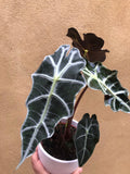 Stunning Elephant's ear Alocasia Polly in a 12cm white ceramic pot - alocasia polly plant - parijatplant - plant trend - shopify plant shop - online shopping - plant tiktok - interior houseplant - interior home decoration - houseplant - plant addicted - plant mommy - plant daddy - plant sale - alocasia polly plant - best plant shop