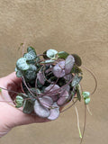 Buy 2 GET 1 Free String of Heart Plant in a tiny 8cm pot - string of heart plant - trailing plant - Parijat Plant 