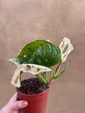 Variegated Monstera Adansonii plant 1 leaf cutting small aerial root -This cutting selected randomly from the plant shown in the picture - Parijat Plant 
