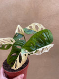 Variegated Monstera Adansonii plant 1 leaf cutting small aerial root -This cutting selected randomly from the plant shown in the picture - Parijat Plant 