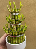 Lucky Bamboo Plant in a ceramic pot - Live Plant stick -Dracaena sanderiana - low light plant - Parijat Plant 