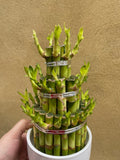 Lucky Bamboo Plant in a ceramic pot - Live Plant stick -Dracaena sanderiana - low light plant - Parijat Plant 