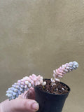 Burro's tail plant - Sedum morganianum ‘Burrito’ in a tiny 8cm pot -2 steam only - rare succulent - easy growing - Parijat Plant 